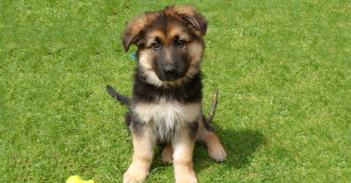 German Shepherd Puppies Guide: Everything You Need To Know